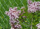 syringa superba