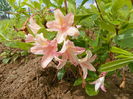 azalea Chanel