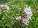 weigela florida variegata