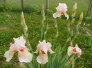 iris Edward of Windsor