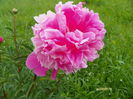 paeonia Mme. Furtado