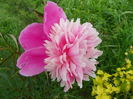 paeonia Mme. Furtado