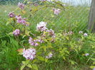 deutzia Mont Rose