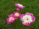 paeonia Bowl of Beauty