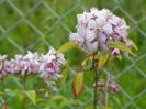 deutzia Mont Rose