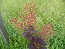 cotinus cogg. Royal Purple
