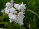 deutzia Codsall Pink