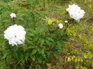 paeonia Festiva Maxima