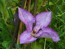 clematis Margaret Hunt