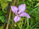 clematis Margaret Hunt