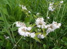 deutzia Codsall Pink