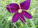 clematis Mikelite