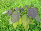 catalpa purpurea