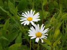 margarete