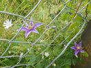 clematis Justa