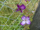 clematis Venosa Violacea
