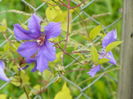 clematis Solina