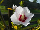 hibiscus syriacus