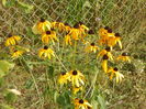 rudbeckia Goldsturm