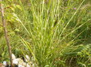 miscanthus Zebrinus
