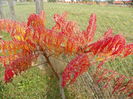 rhus typhina