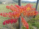rhus typhina