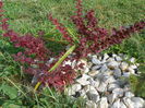 berberis Golden Ring