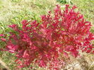 spiraea