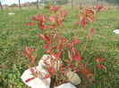 azalea Schneegold