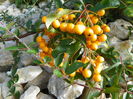 pyracantha Soleil dOr