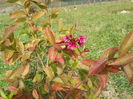weigela Bristol Ruby