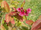 weigela Bristol Ruby