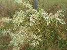 acer negundo Flamingo