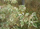 acer negundo Flamingo