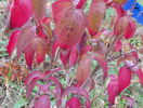 cornus kousa