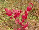 viburnum Eskimo