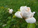 Crocus Rose