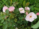 Morden Blush