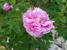 Ispahan