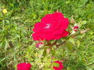 15 iun 077