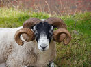Berbec Dalesbred cu coarne mari