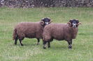 Berbeci Dalesbred frumosi-67
