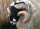 Berbecila Dalesbred-5t