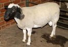 Dorper berbec-8566