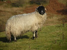 Oita din rasa Dalesbred-89