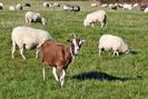 Caprita Toggenburg si oitele la pascut