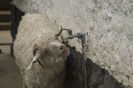 Sete mare-4