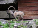 Stramosul Alpinelor , Toggenburg si Saanen , Oberhasli