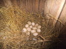 DSCF6819