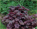 _palace_purple_heuchera